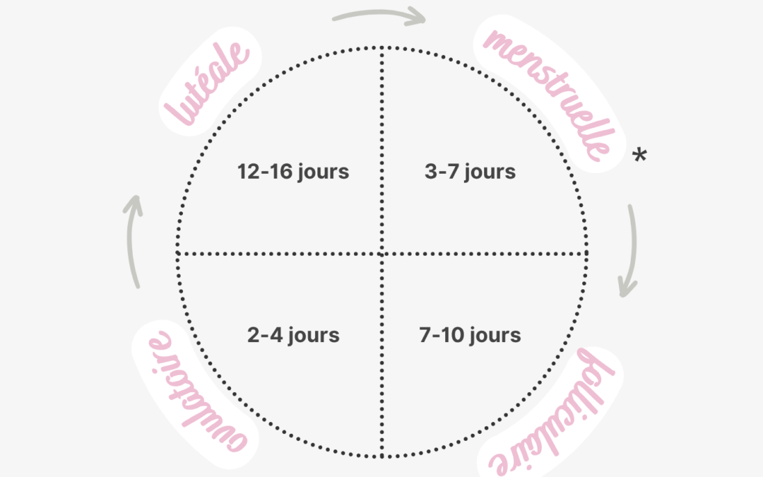 Les 4 phases du cycle menstruel expliquées simplement